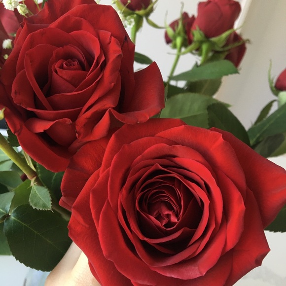 Meet your Posher, Haido - Picture 1 of 1